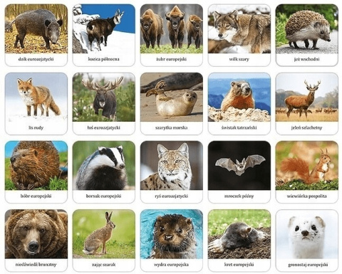 GAME MEMORY MAMMALS OF POLAND ADAMIGO 7752 ADAMIGO