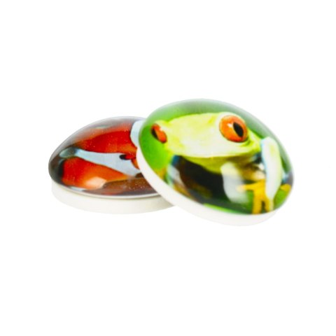 GLASS MAGNET FISH/FROG DOME 3.5 CM PACK 2 PCS MAGNET 115-0-0004 MAGNET